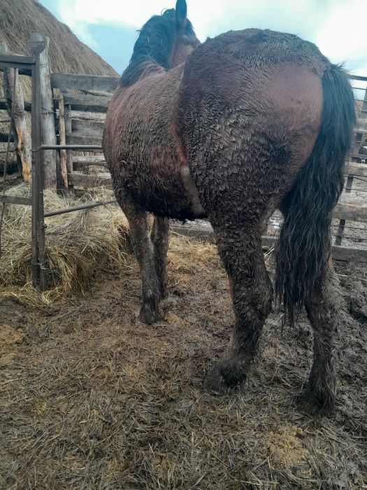 Продам жеребчика