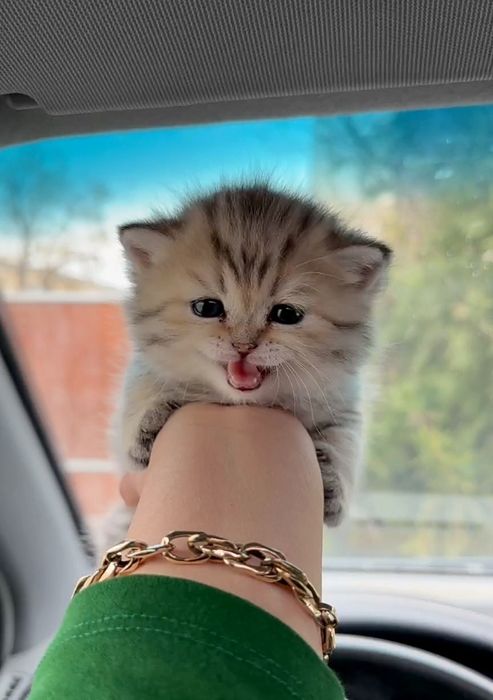 британская чистокровная девочка