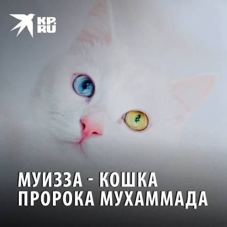 Ок мушук сотилади