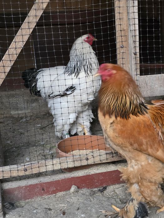 Gaini si cocosi brahma