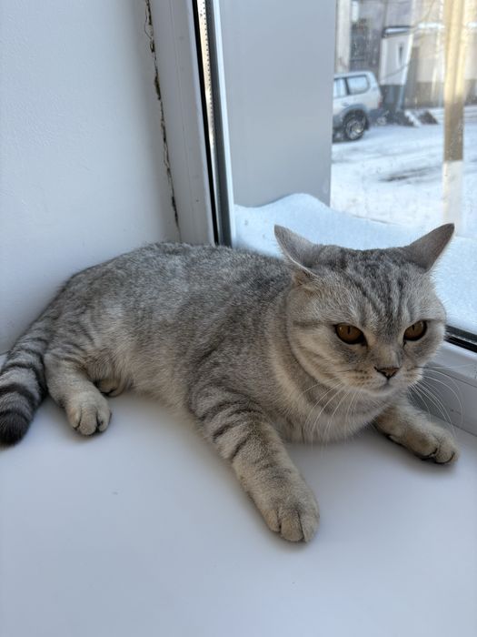 Котенок 11 месяцев шотландский