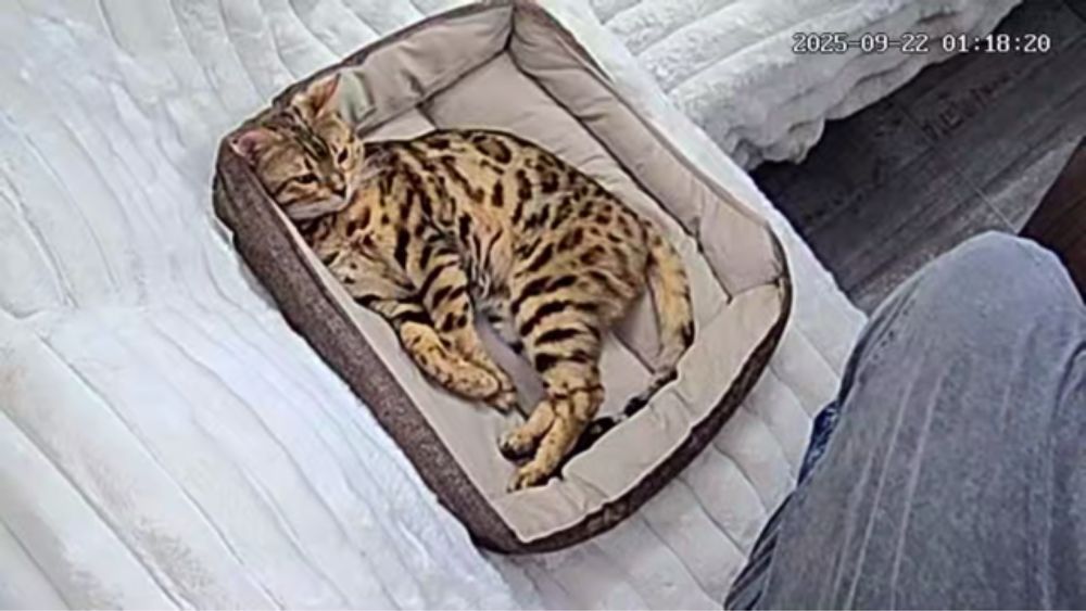 Бенгалска котка мъжка