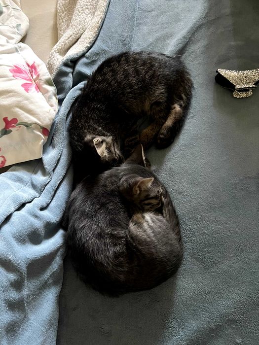 Котята в любящую семью
