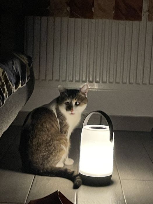 Donez pisica  siameza