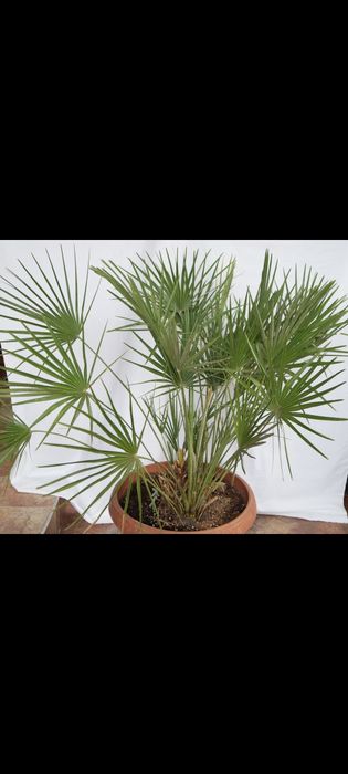 Семена за палма хамеробс, трахикарпус, вашингтония, финикова и Брахея