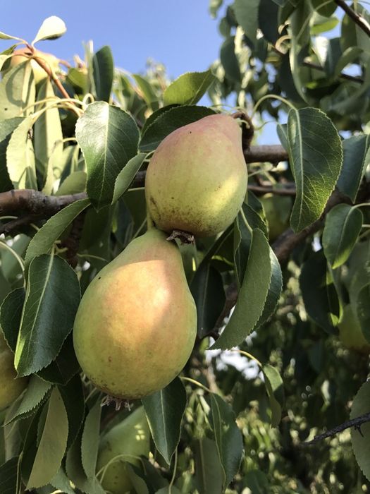 Tucur par , pomi altoiti anul 2 vigurosi
