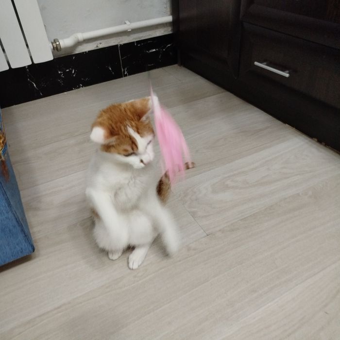 Рыжий котенок ищет любящий дом