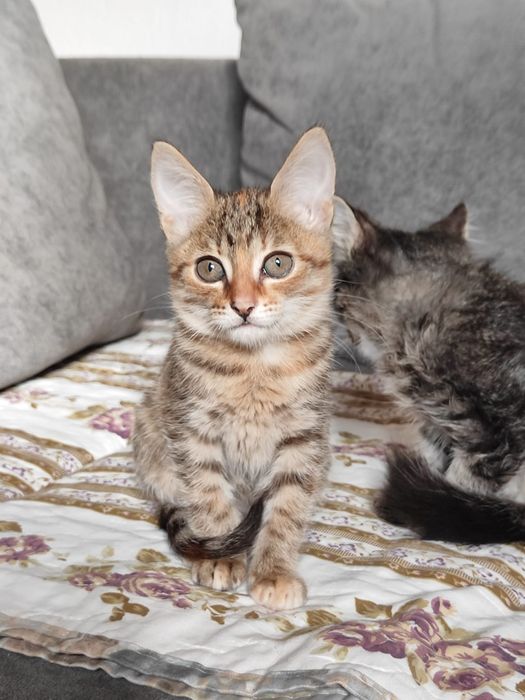 Отдам котят бауырластар 2