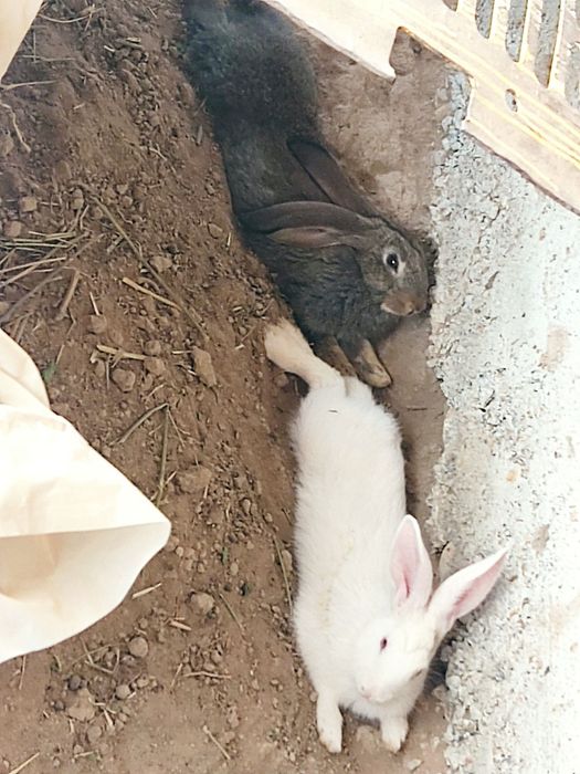 9ta jaydari va 3 ta velikan quyon bolalari sotiladi.