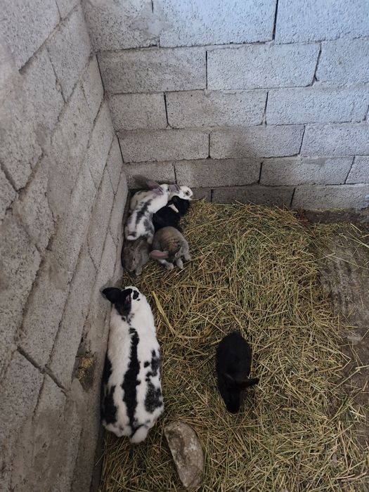 Iepurași de Paște.