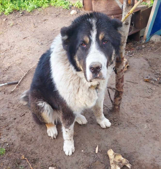 Продается Алабай