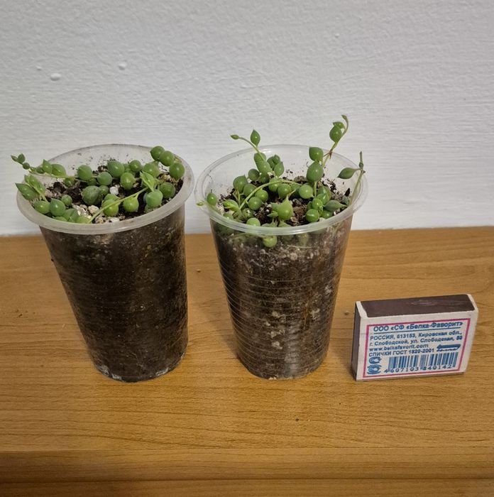 Крестовник Роули