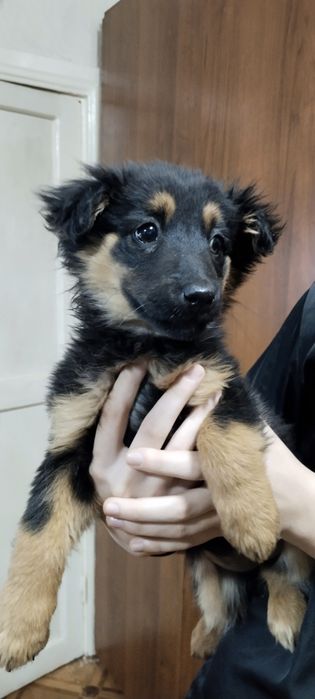 Отдам щенят в добрые руки