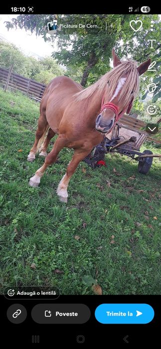 Vând mânz de doi ani jumate