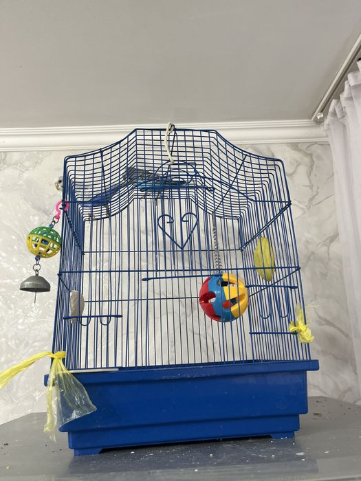 Попугай попугай