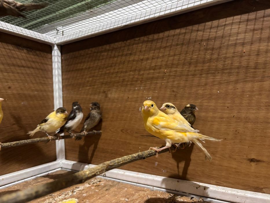 Pui de canar de culoare 2026