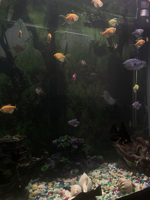 Аквариум вместе с рыбками и тумбочкой