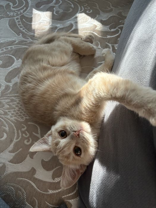 Отдам девочку котенка в хорошие руки