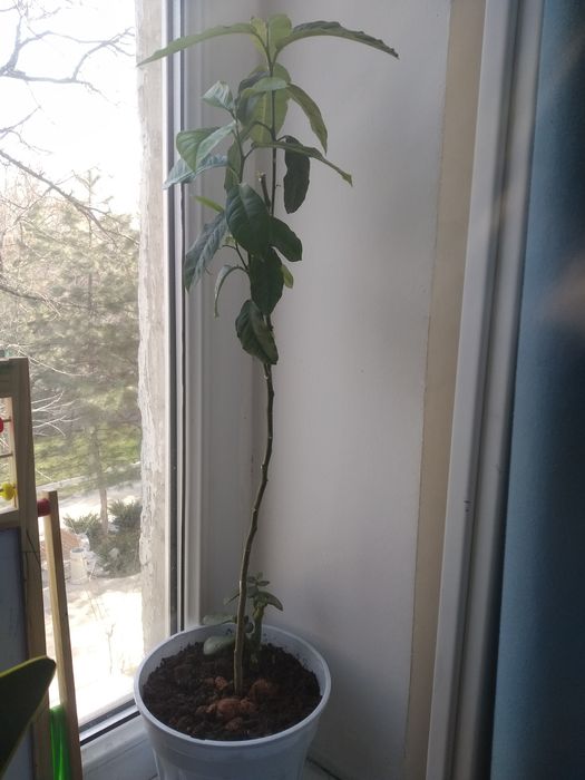 Ухоженные цветы все по 2000тг