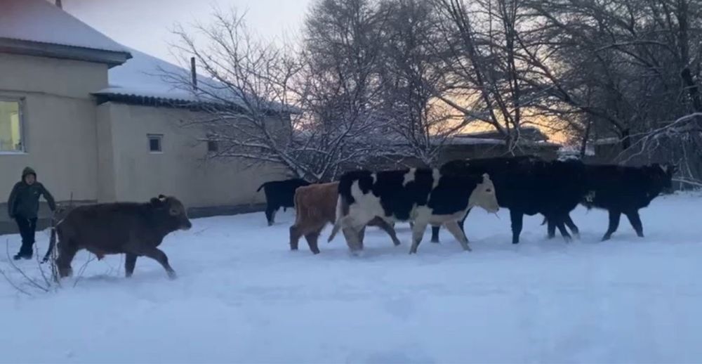 Бұқалар сатылады