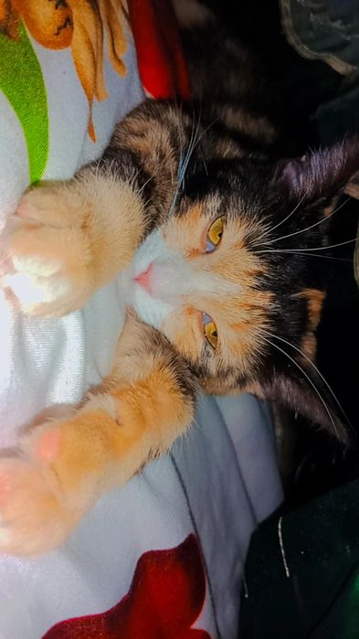 Красавица Хэппи в хорошие руки