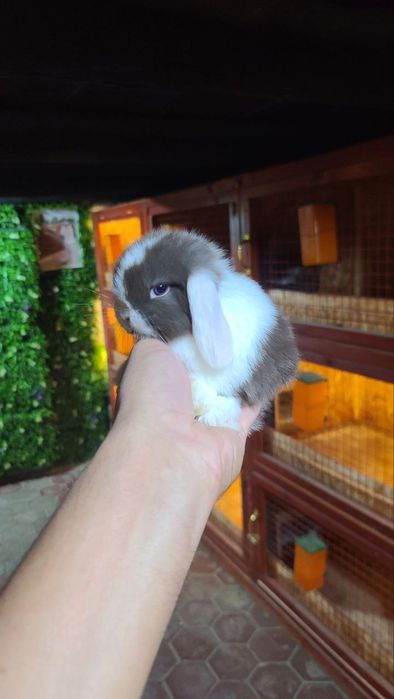 Karlik miti quyon bolari sotiladi