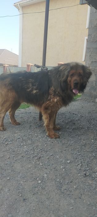 Продам кобеля тебетский мастиф мощный