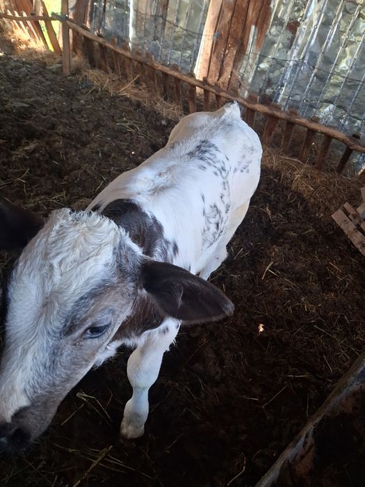 Tauras belgian aproape 2 săptămâni PREȚ FIXX