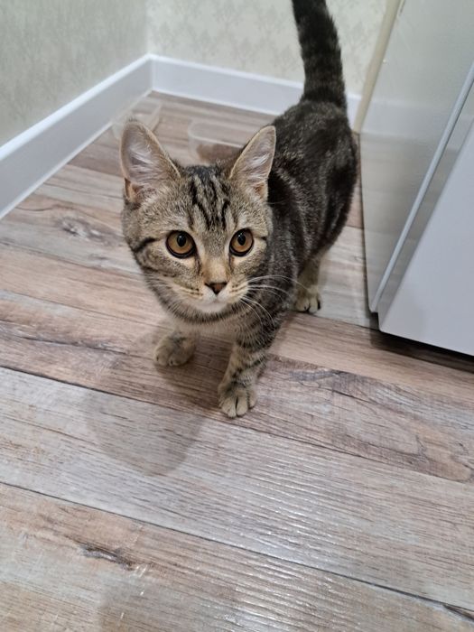 Котёнок  девочка