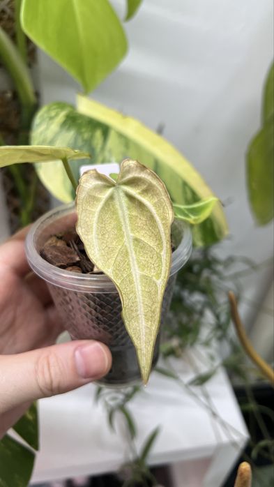 anthurium crystallinum (mint)