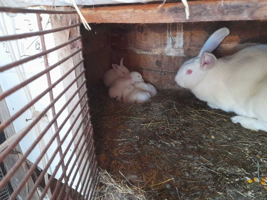 Iepuri panonn diferite mărimi