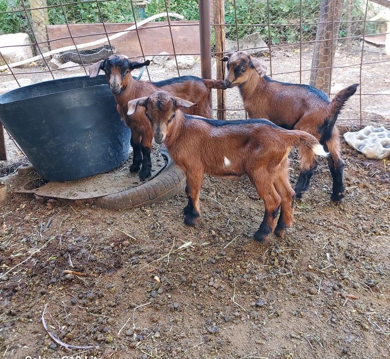 Iezi alpin francez cu anglo-nubian