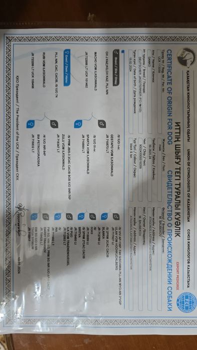 Вязка немецкий ягдтерьр