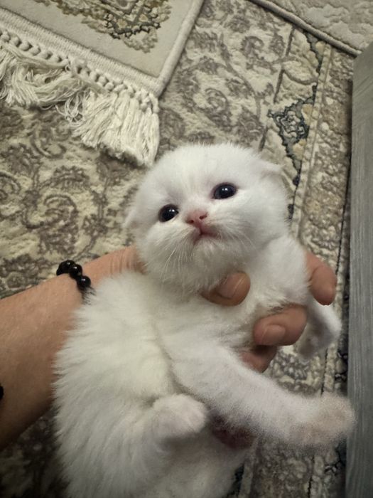 Скотш фолд скотш страйт болалари сотилади