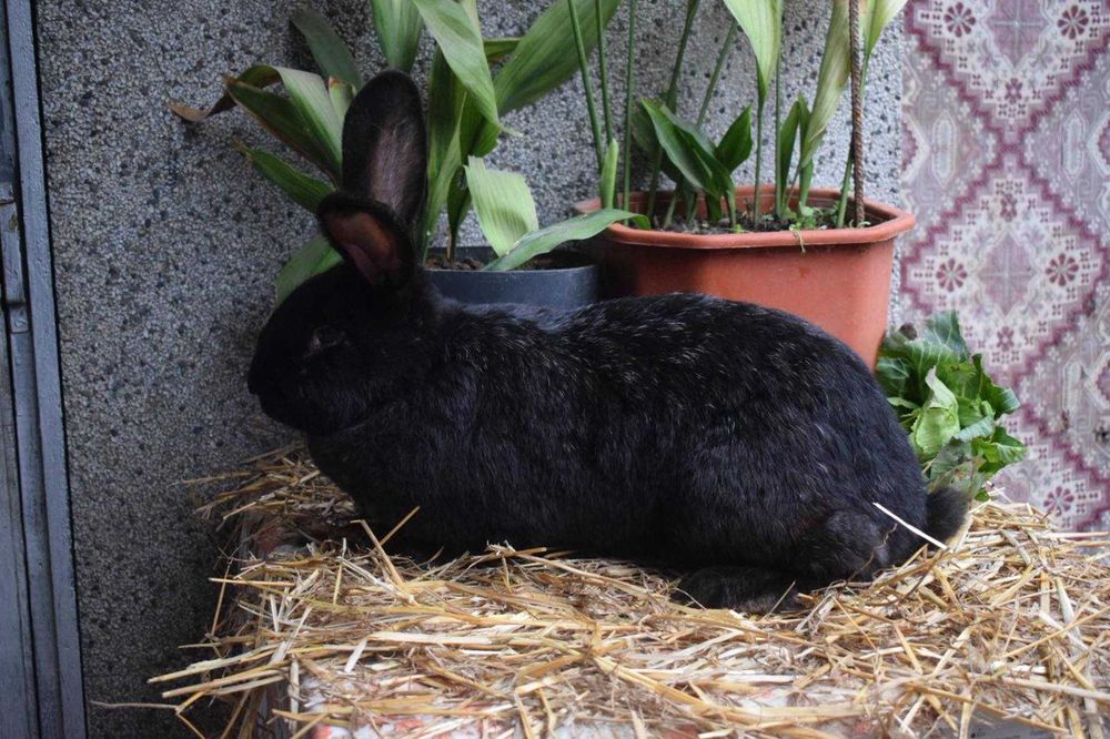 Продавам мъжки и женски зайци за разплод