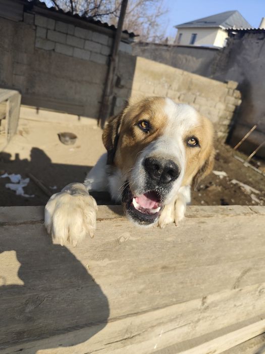 Собакен. По кличке Боран.