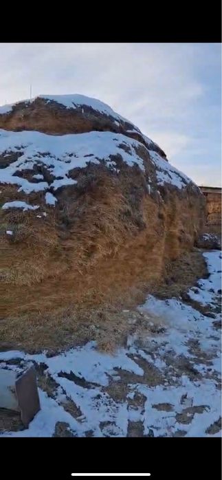 Сабан таза.12телешка