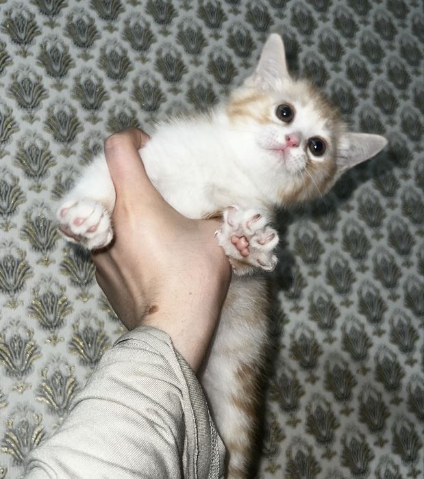 Котенок бело рыжий