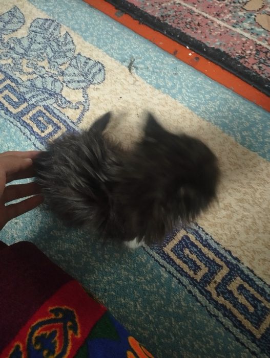 Котят отдам даром,