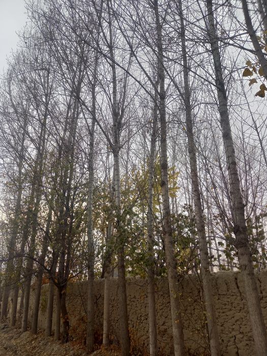 Tirak kalifor BOR
