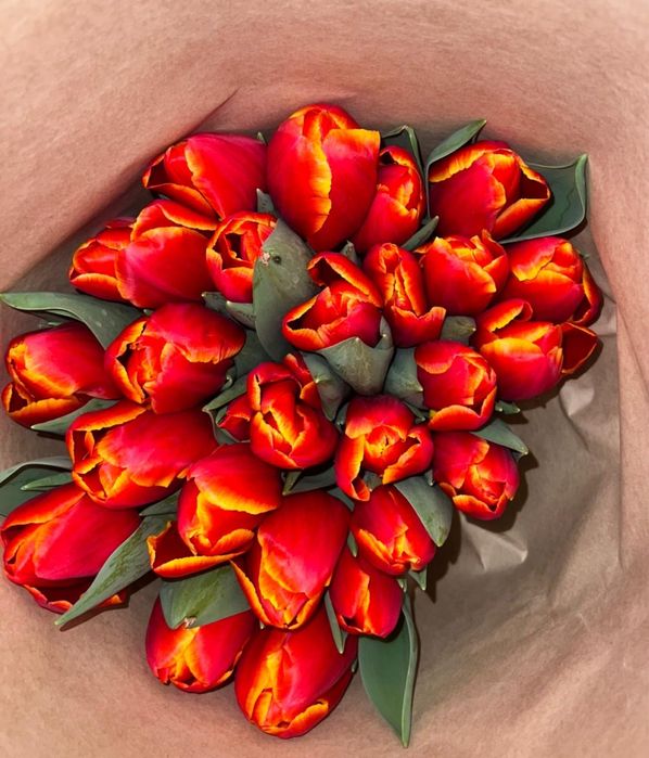 Голландские тюльпаны