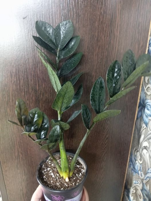 Комнатные растения