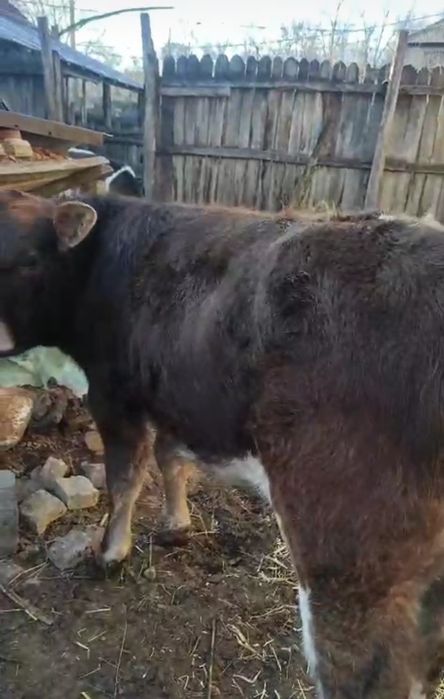 Vițel și vițele de vânzare!