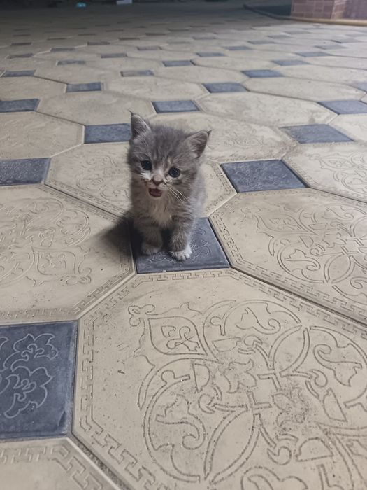 Котеночка  подарю  в добрые руки.