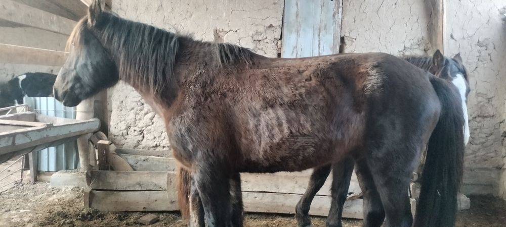 Айғырлар сатылады..