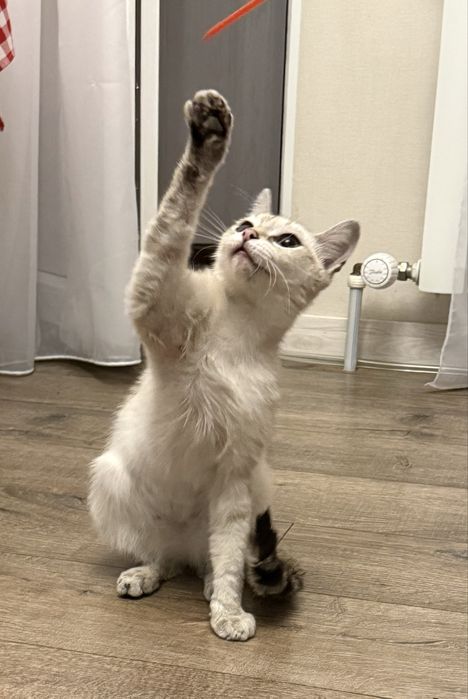 Кошечка ищет дом!