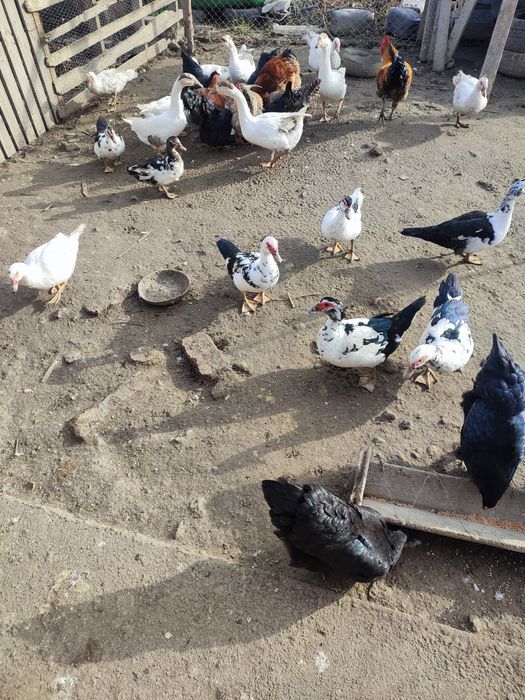 Rațe mute și o pereche de gâște.