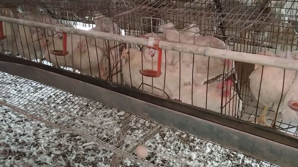 Loman sendi tovuqlari sotiladi tuxum yoʻnnalishi firma arzon narxlarda