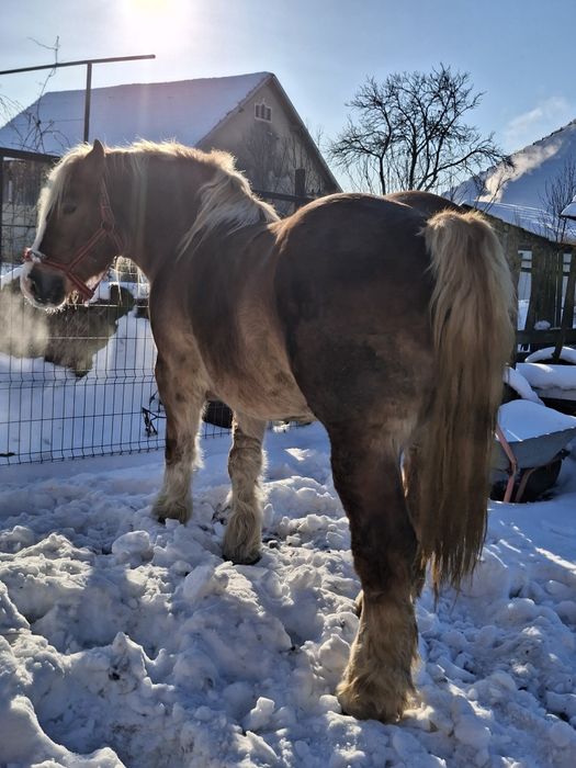 Vand iapa grea  gestanta