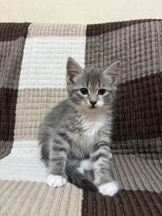 Отдам котят в хорошие добрые руки
